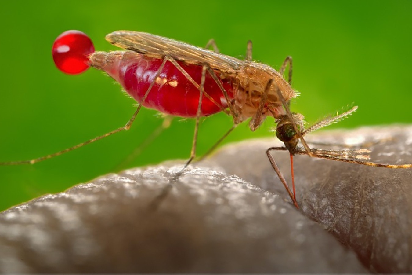 A mosquito sucks blood. The tiny pest can be more than an annoyance, it can pass on deadly diseases.
