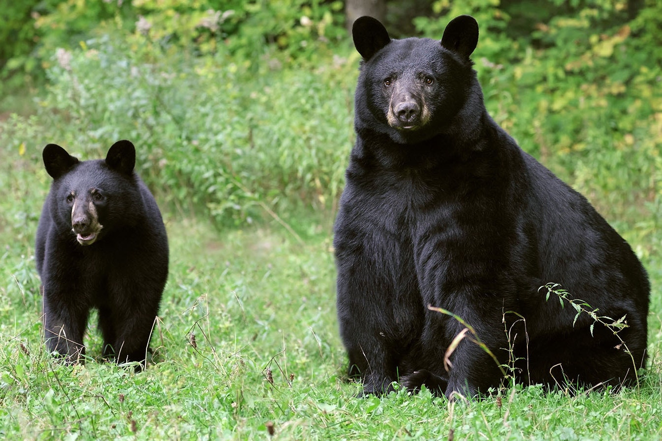 Black bear and cub 8 2 23