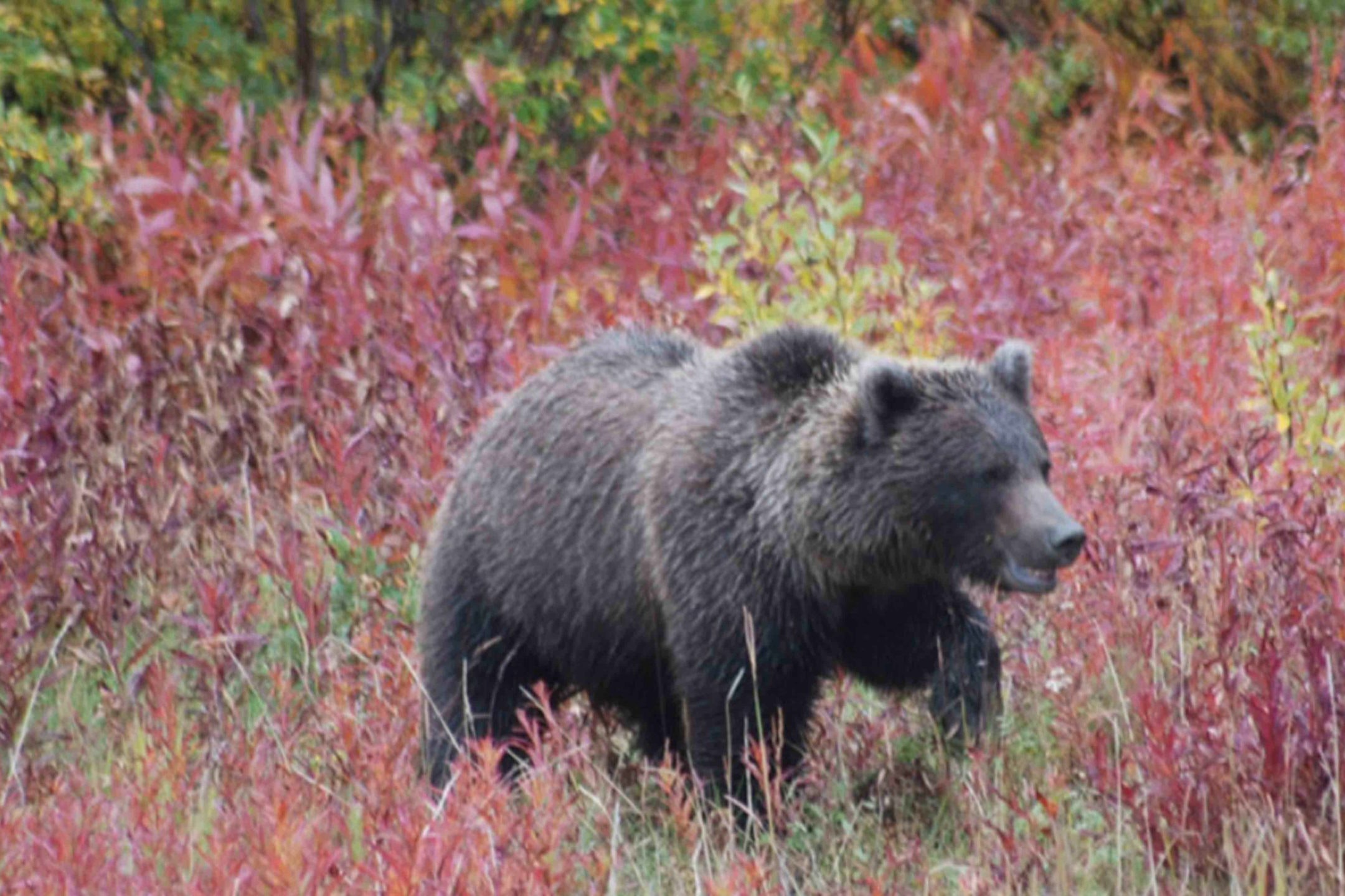 Idaho bear scaled