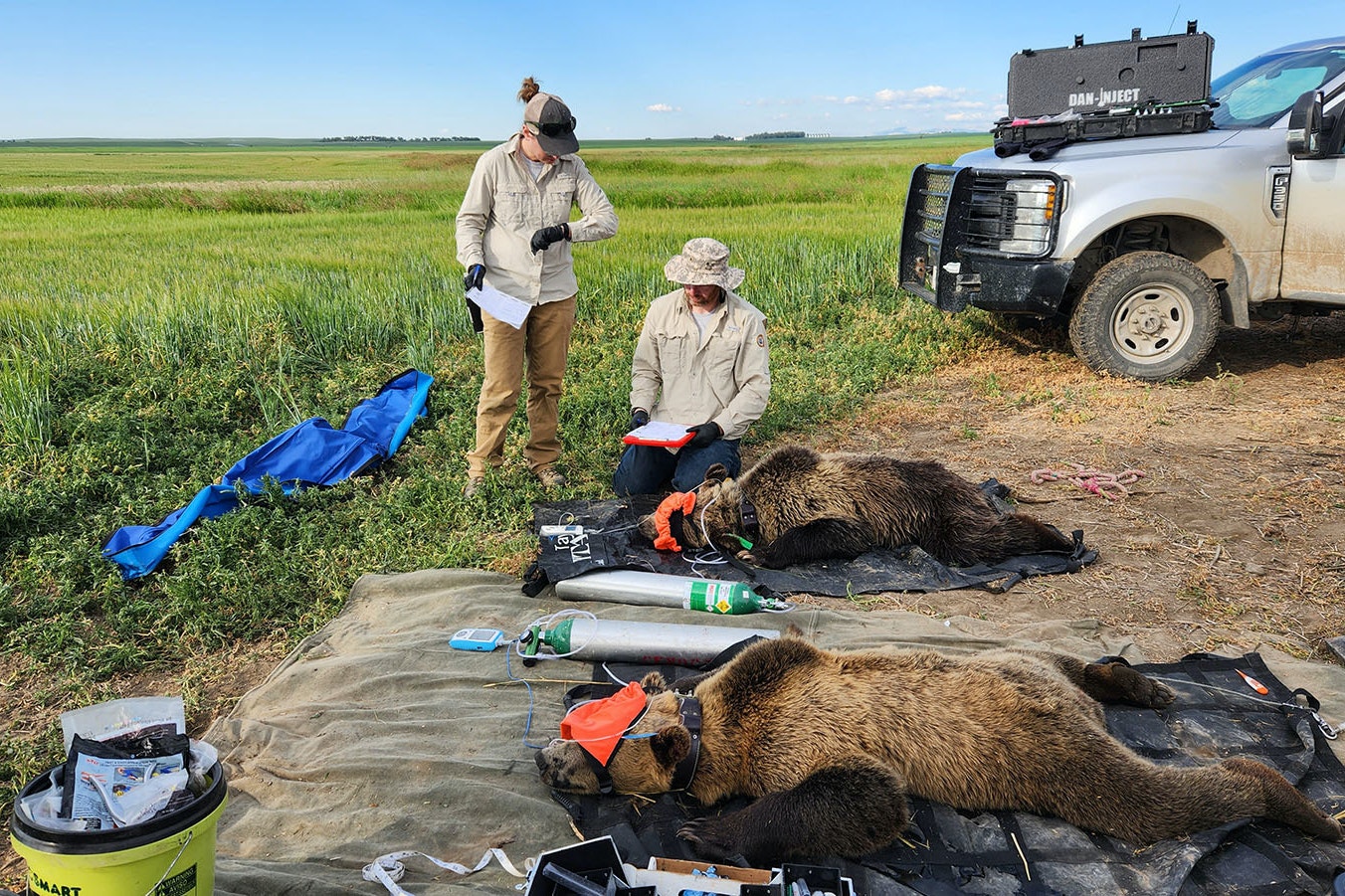 Montana Fish, Wildlife and Parks biologists examine two yearling sibling grizzlies. The young bears, along with a third sibling (not pictured) had to be tranquilized and relocated from the prairie near Valier, Montana earlier this month. They had been hanging around peoples’ houses.